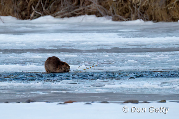 Beaver
