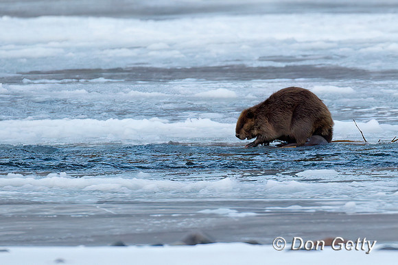 Beaver