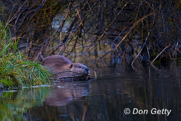 Beaver