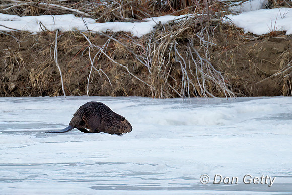 Beaver