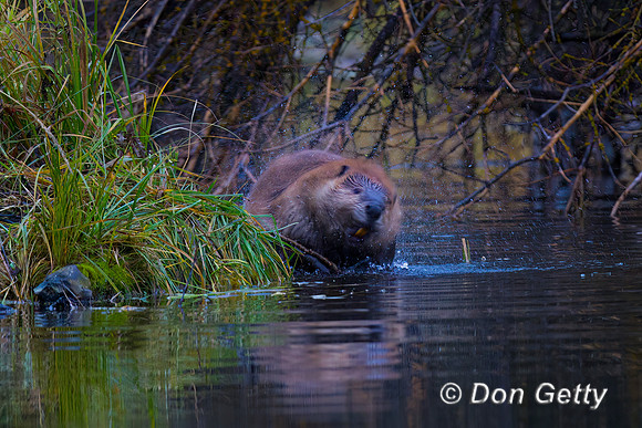 Beaver