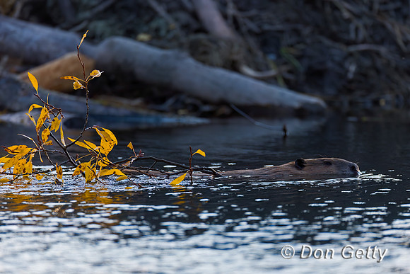 Beaver