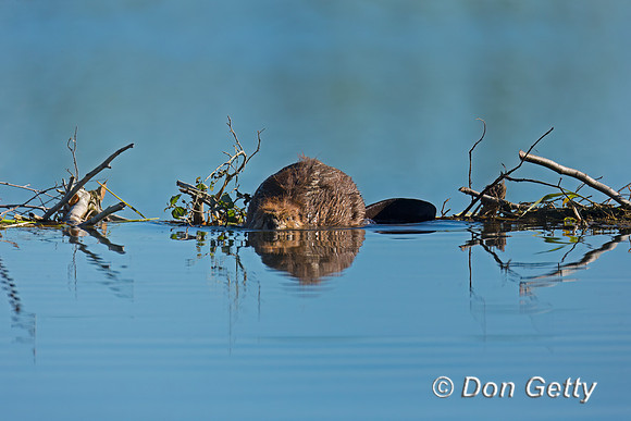 Beaver
