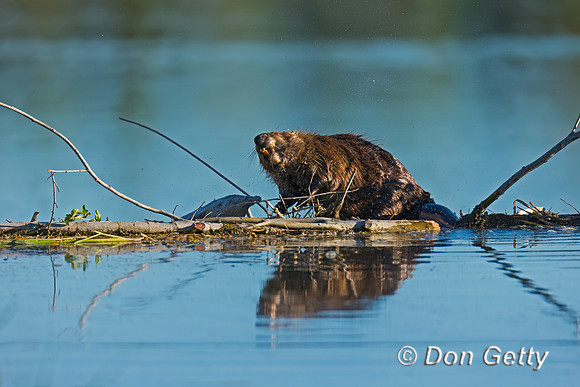 Beaver