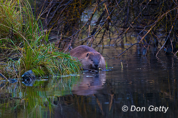 Beaver