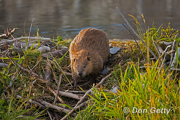 Beaver