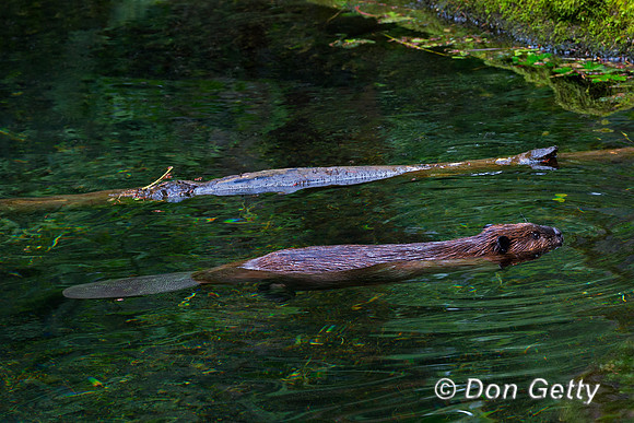 Beaver