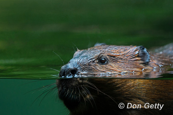 Beaver