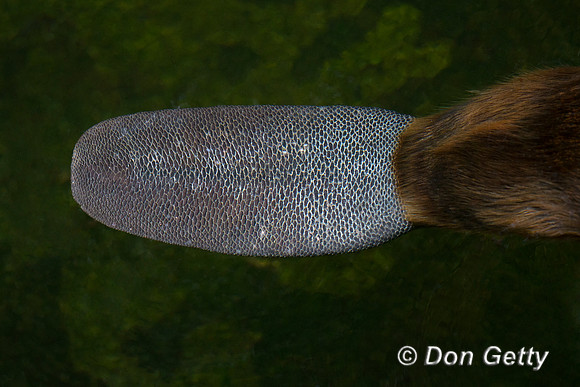 Beaver