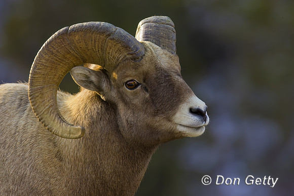 Bighorn Sheep