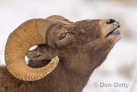 Bighorn Sheep