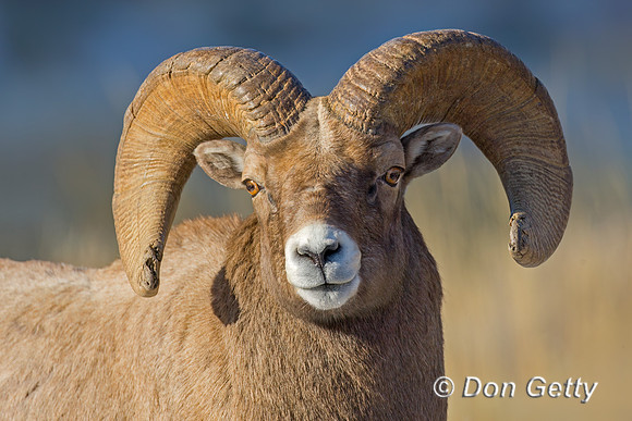 Bighorn Sheep