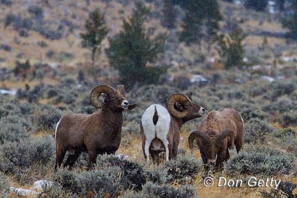 Bighorn Sheep