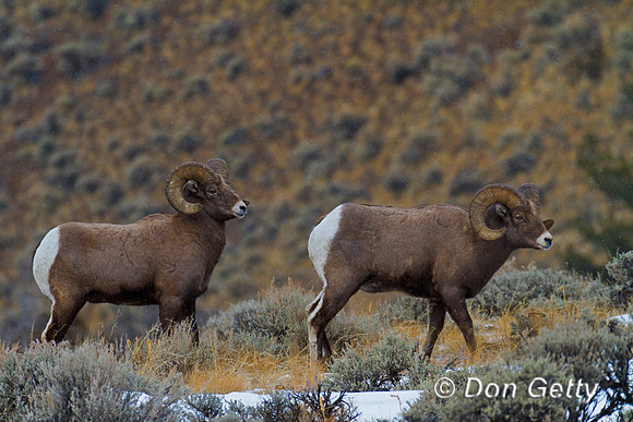 Bighorn Sheep