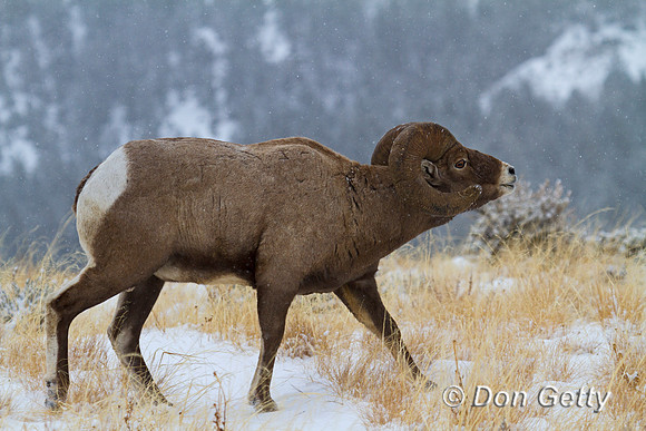 Bighorn Sheep