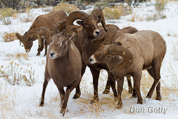 Bighorn Sheep