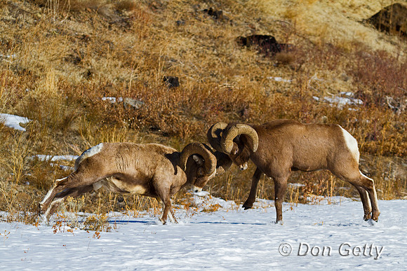 Bighorn Sheep