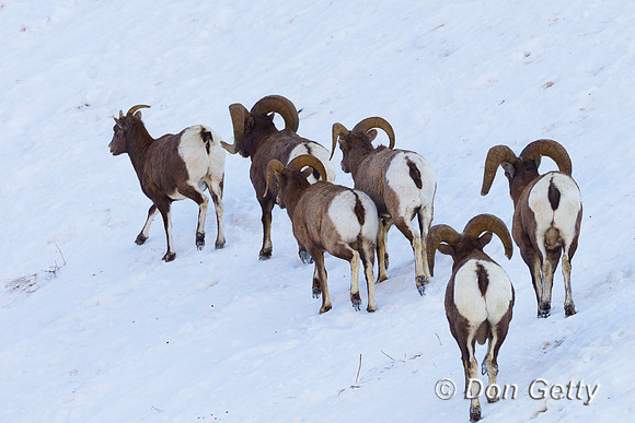 Bighorn Sheep