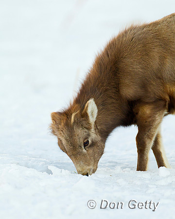 Bighorn Sheep