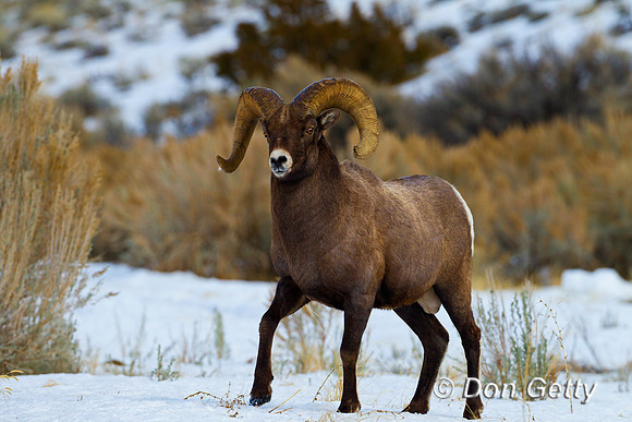 Bighorn Sheep