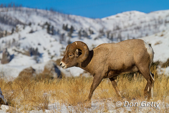 Bighorn Sheep