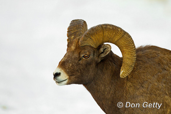 Bighorn Sheep