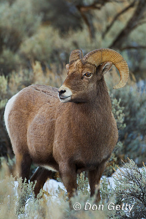 Bighorn Sheep