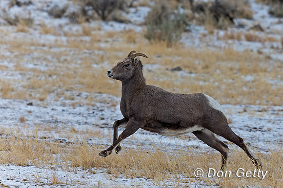 Bighorn Sheep