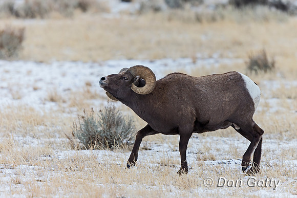 Bighorn Sheep
