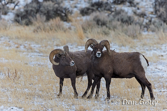 Bighorn Sheep