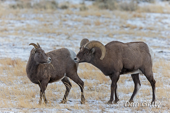 Bighorn Sheep