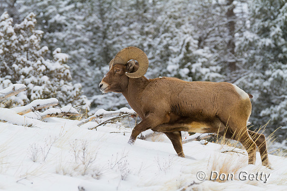 Bighorn Sheep