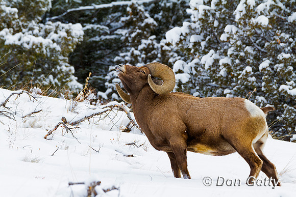Bighorn Sheep