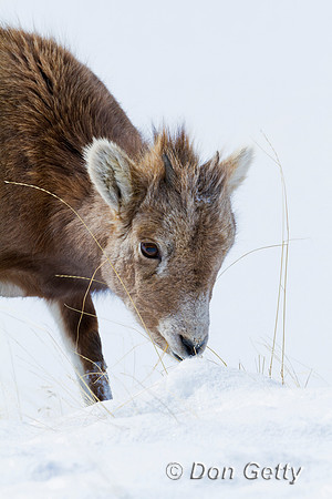 Bighorn Sheep