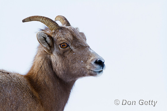 Bighorn Sheep