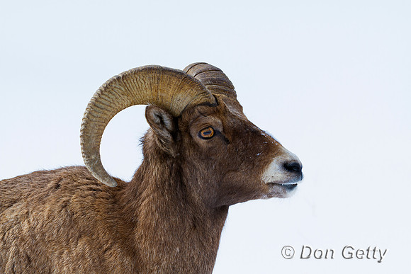 Bighorn Sheep