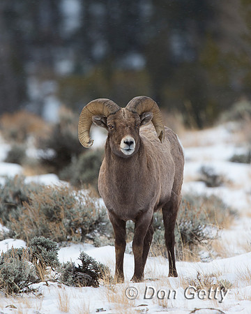 Bighorn Sheep
