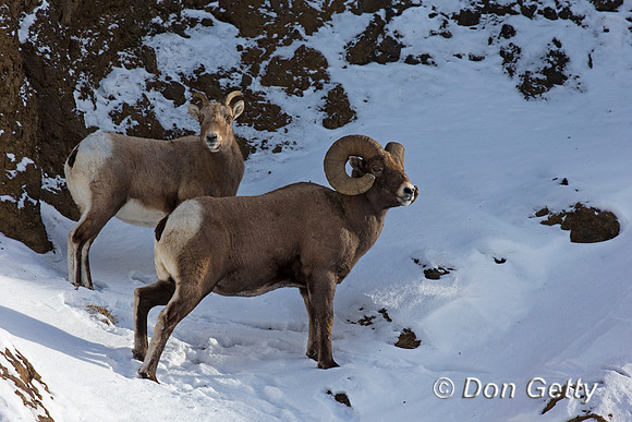 Bighorn Sheep