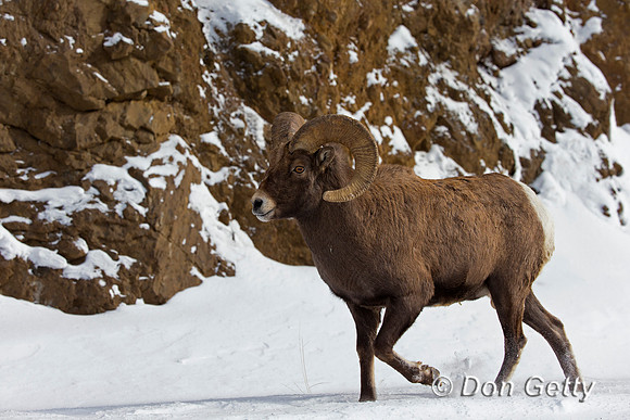 Bighorn Sheep