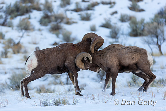 Bighorn Sheep