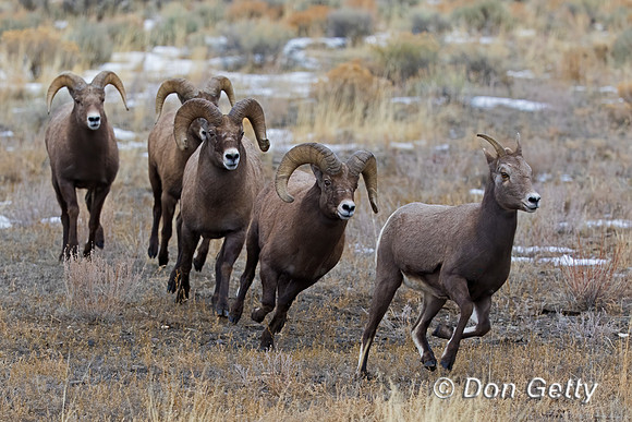Bighorn Sheep