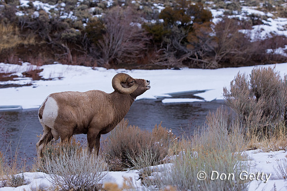 Bighorn Sheep