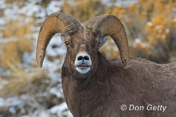 Bighorn Sheep