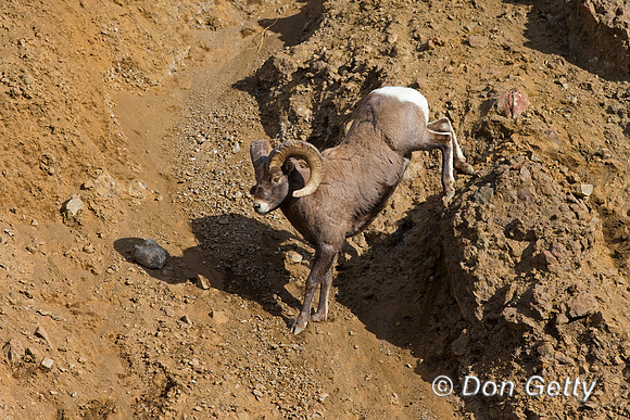 Bighorn Sheep