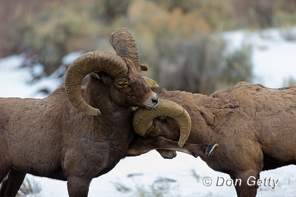 Bighorn Sheep