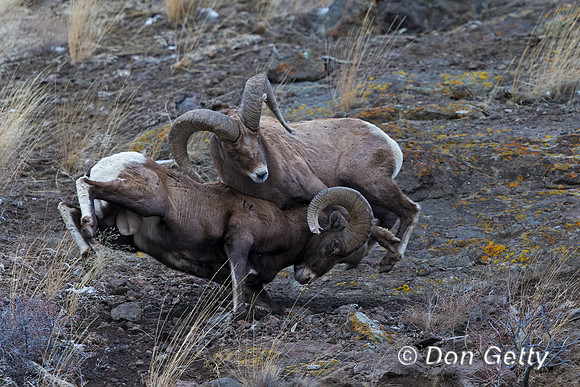Bighorn Sheep