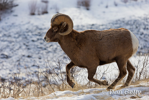 Bighorn Sheep