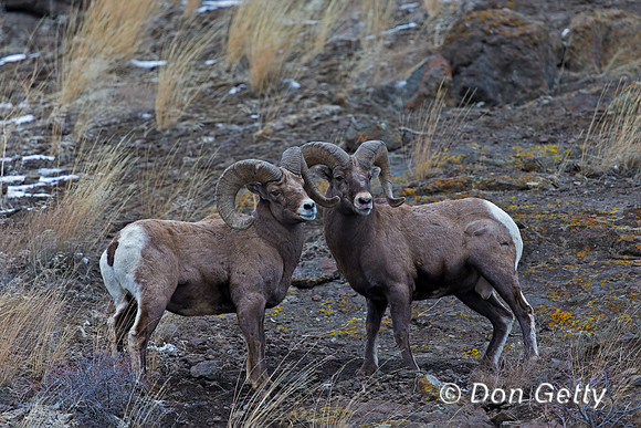 Bighorn Sheep