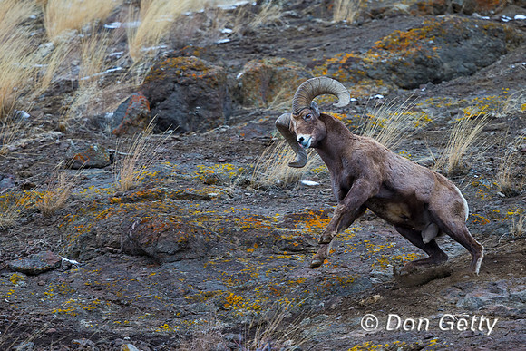 Bighorn Sheep