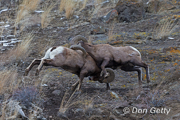 Bighorn Sheep